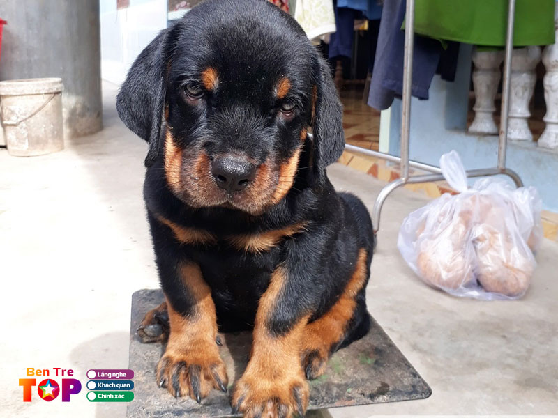 Trai-cho-rottweiler-minh-duc-bentretoplist