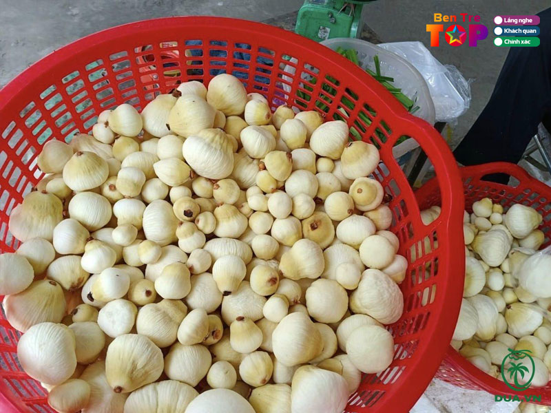 Mong-dua-ben-tre-bentretoplist