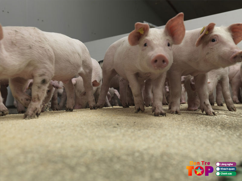 Trai-heo-3-cong-bentretoplist