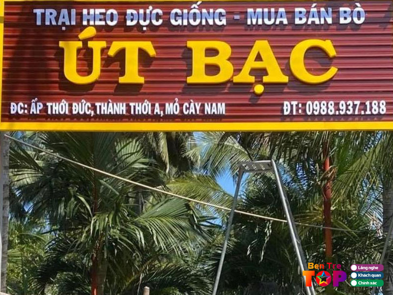 Trai-heo-giong-ut-bac-bentretoplist