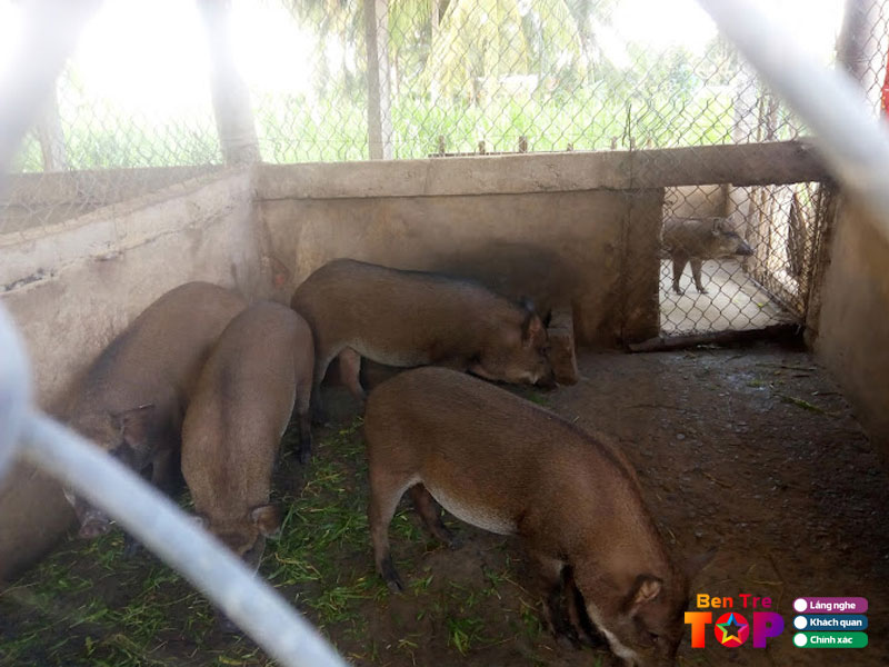 Trai-heo-rung-minh-tien-bentretoplist