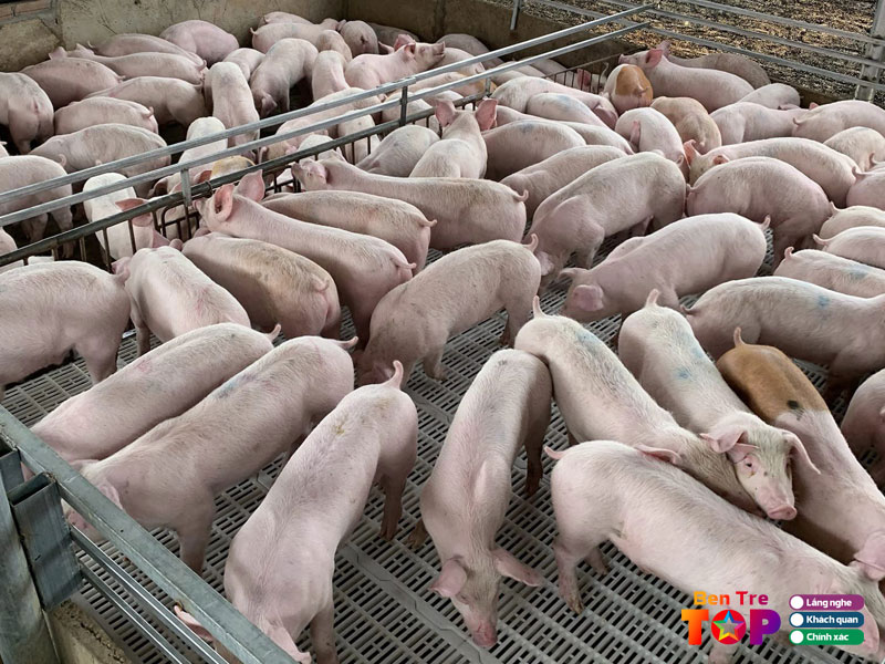 Trai-heo-tam-thanh-bentretoplist