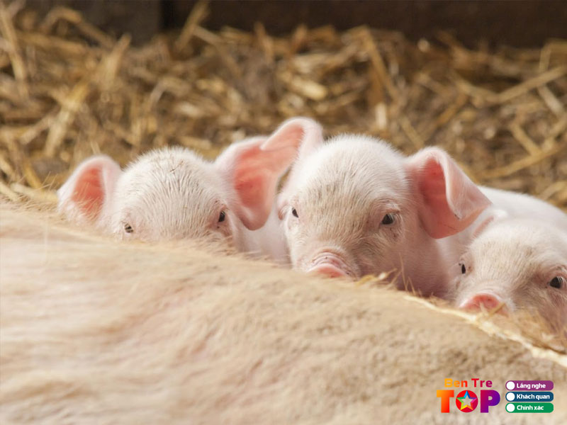 Trai-heo-trung-quan-bentretoplist