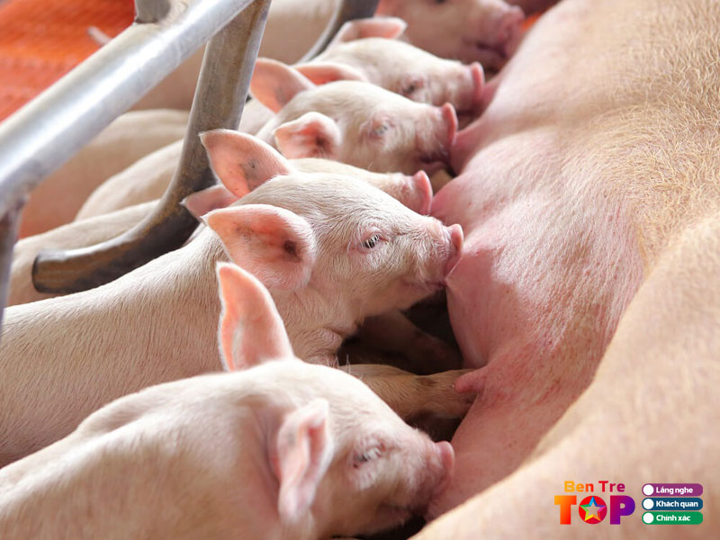 Trai-heo-ut-riet-bentretoplist