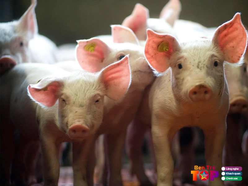 Trang-trai-chan-nuoi-heo-bay-rom-bentretoplist