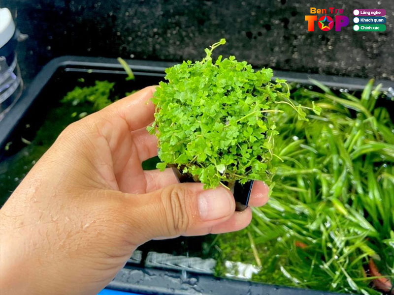 Aqua-njne-bentretoplist