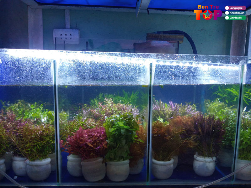 Ca-canh-hue-hoan-bentretoplist