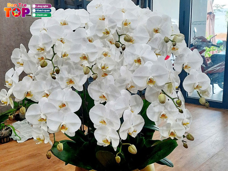 Lan-ho-diep-orchids-bentretoplist