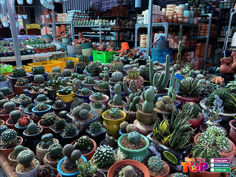 Sen-da-mini-ben-tre-bentretoplist