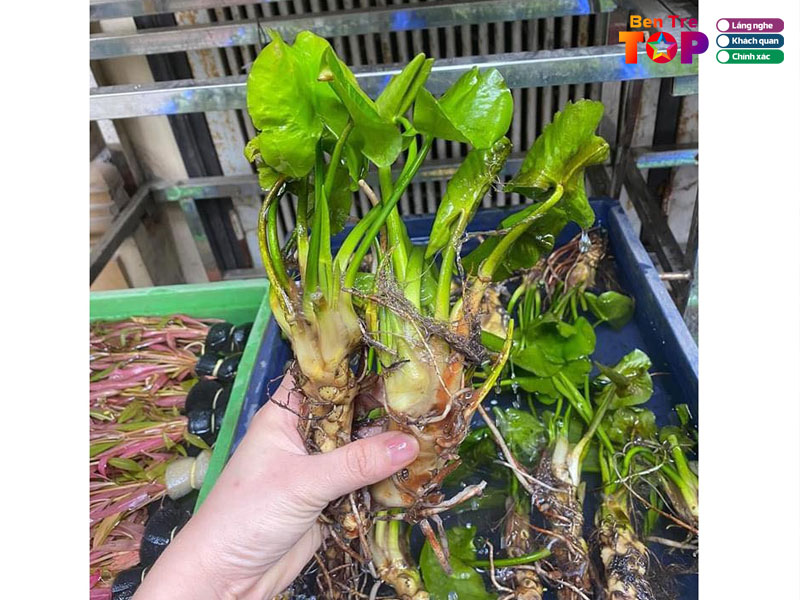 Thuy-sinh-ben-tre-bentretoplist