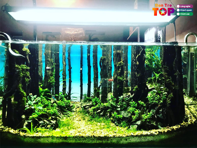 Thuy-sinh-chau-khoa-bentretoplist