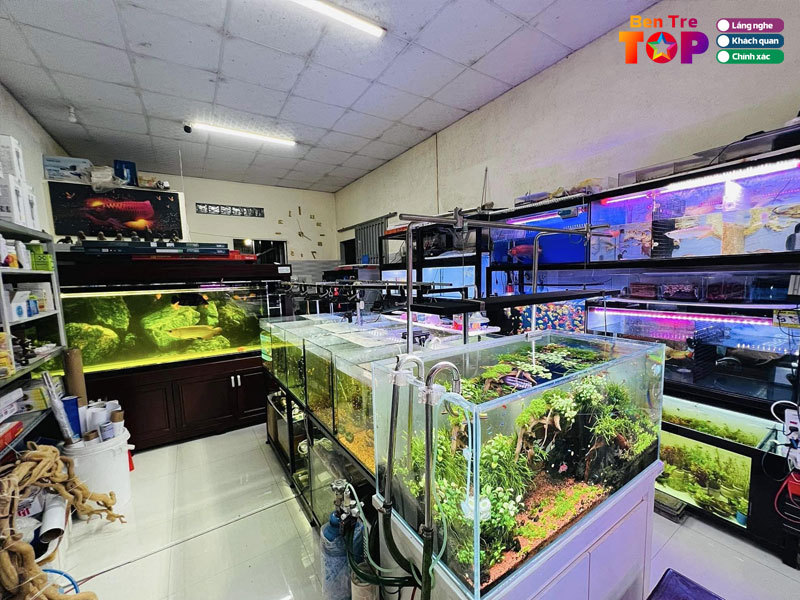 Thuy-sinh-dang-aqua-bentretoplist