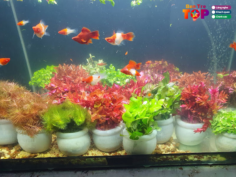 Thuy-sinh-son-nguyen-bentretoplist