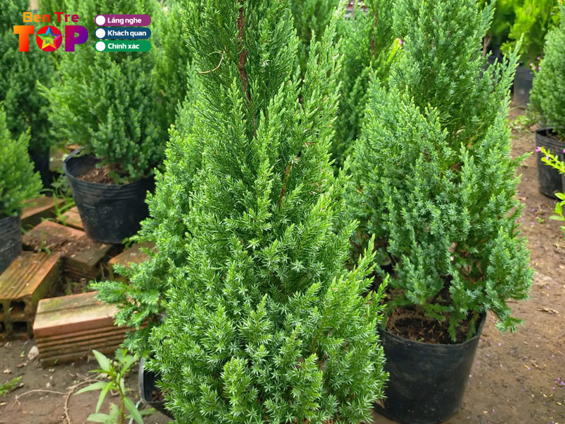 Cay-canh-ngan-tran-bentretoplist