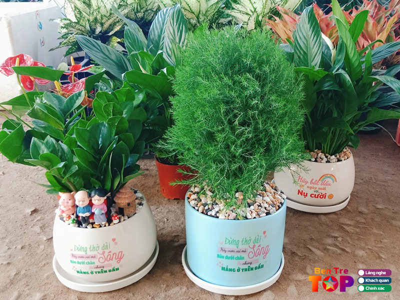 Cay-de-ban-bentretoplist