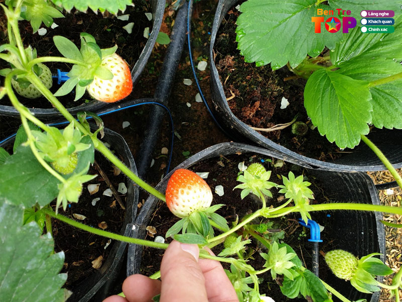 Cay-giong-ngoc-ngan-ben-tre-bentretoplist