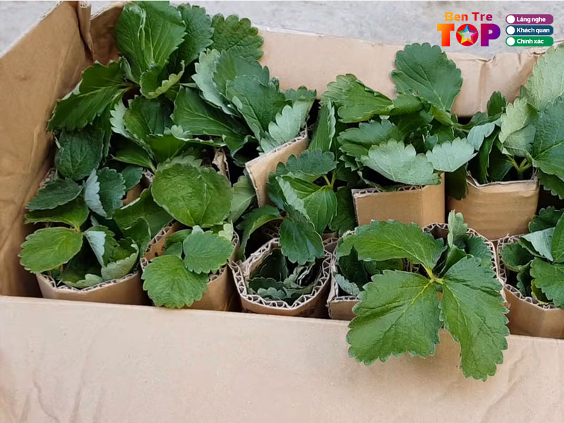 Cay-giong-phuong-nguyen-bentretoplist