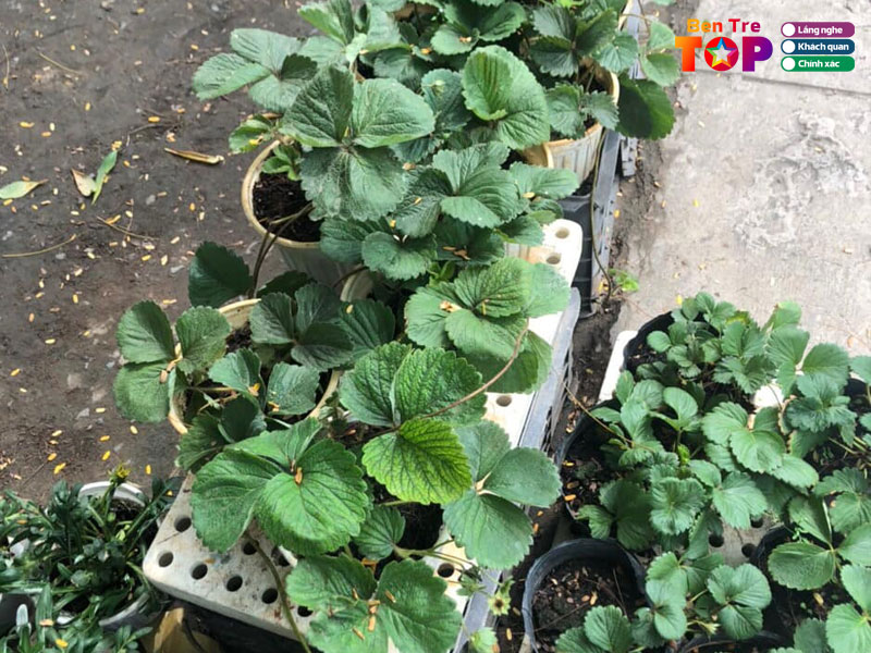 Cay-giong-tram-anh-bentretoplist