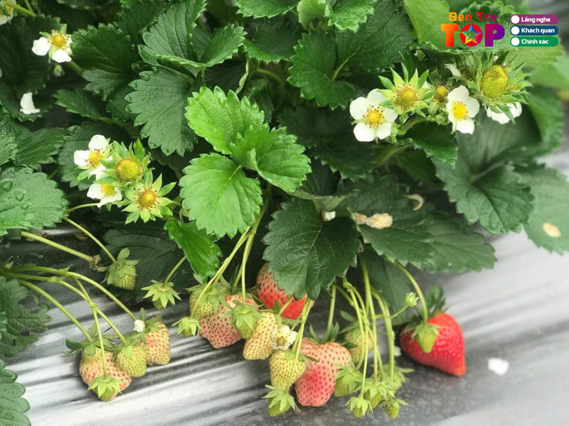 Cay-giong-welofarm-bentretoplist