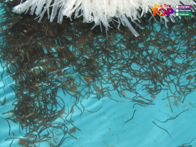 Luon-giong-minh-duc-bentretoplist