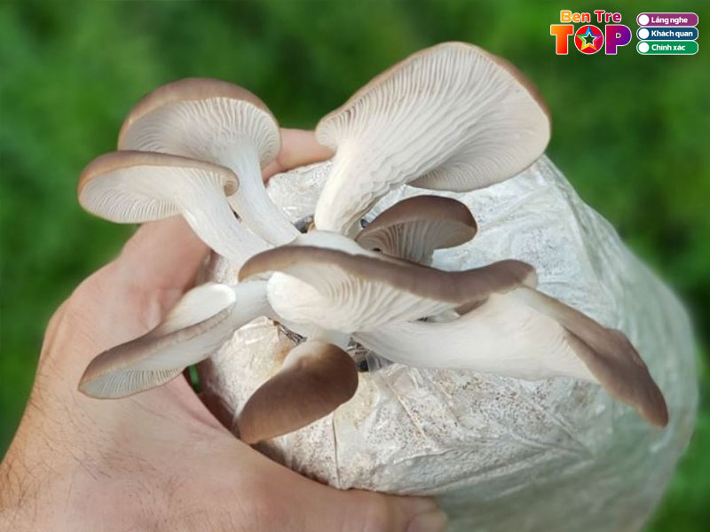 Nam-bao-ngu-co-tac-dung-gi-doi-voi-suc-khoe-bentretoplist