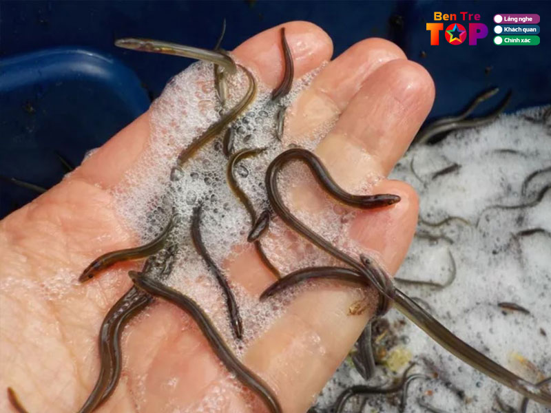 Trai-luon-giong-bentretoplist