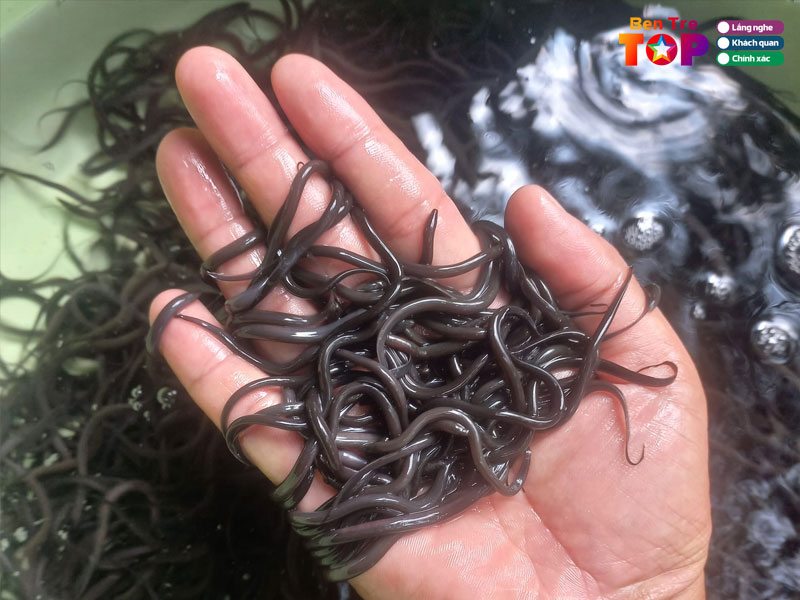 Trai-luon-giong-van-phuoc-bentretoplist