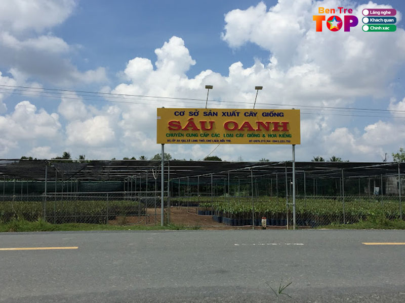 Cay-giong-sau-oanh-bentretoplist