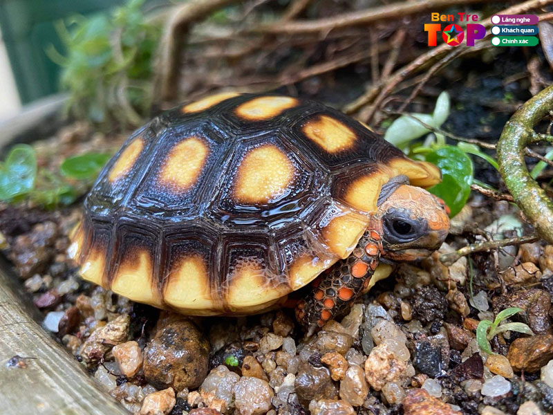 Chuyen-phu-kien-rua-canh-bentretoplist