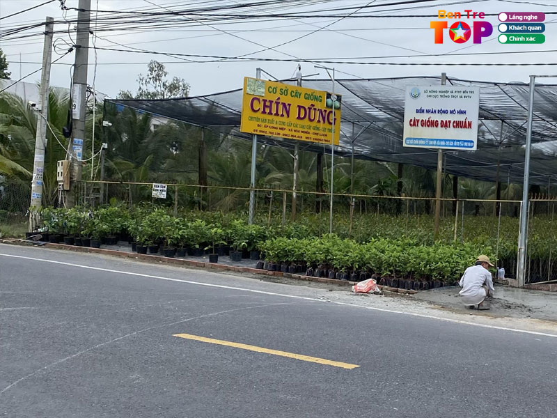 Co-so-cay-giong-chin-dung-bentretoplist