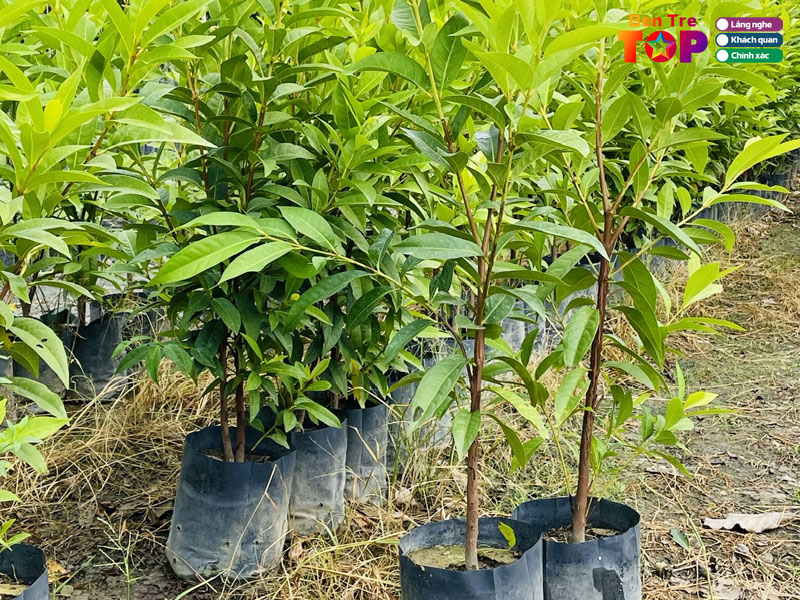 Co-so-nam-mi-bentretoplist