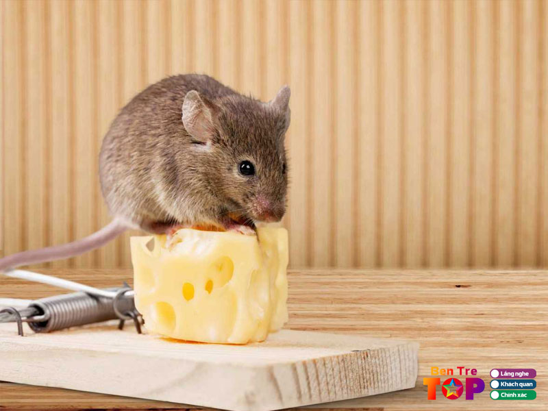 Cong-ty-tan-nguyen-bentretoplist