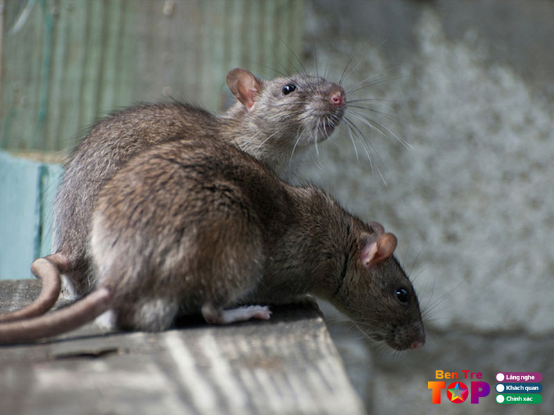 Cong-ty-tung-my-bentretoplist