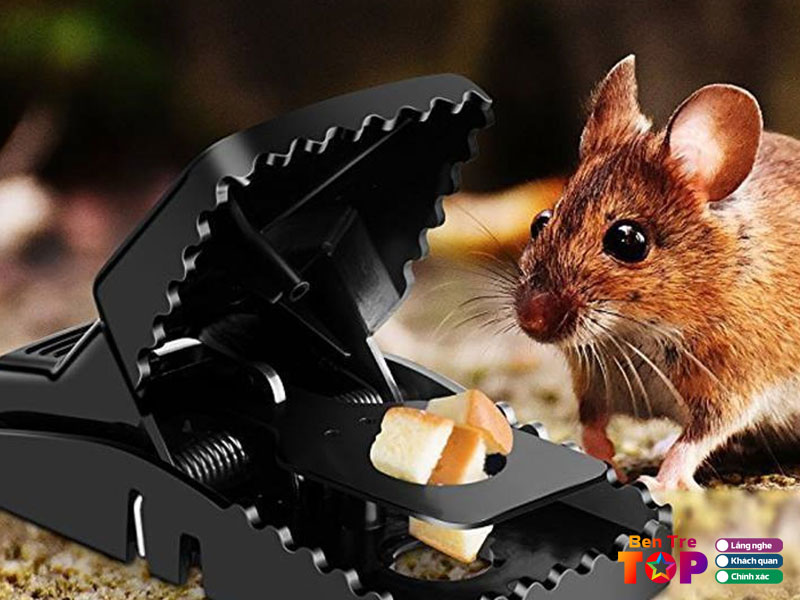 Cong-ty-viet-nam-thang-long-bentretoplist