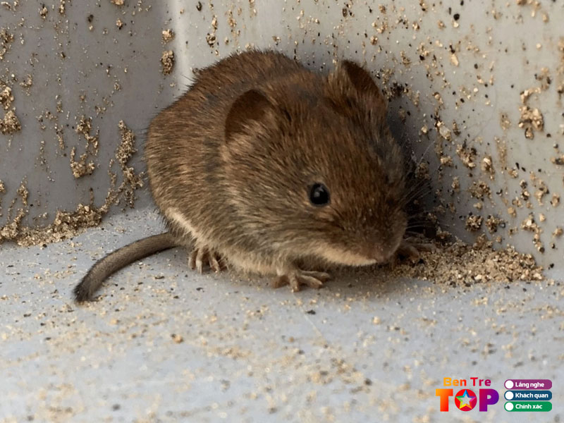 Cong-ty-xuyen-viet-group-1-bentretoplist