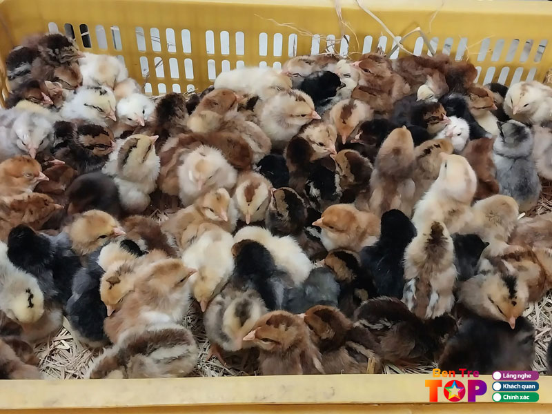 Ga-con-hoa-anh-phat-bentretoplist