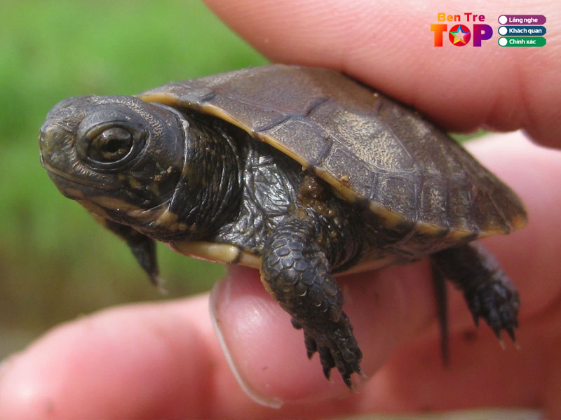 Rua-nguyen-dinh-bentretoplist