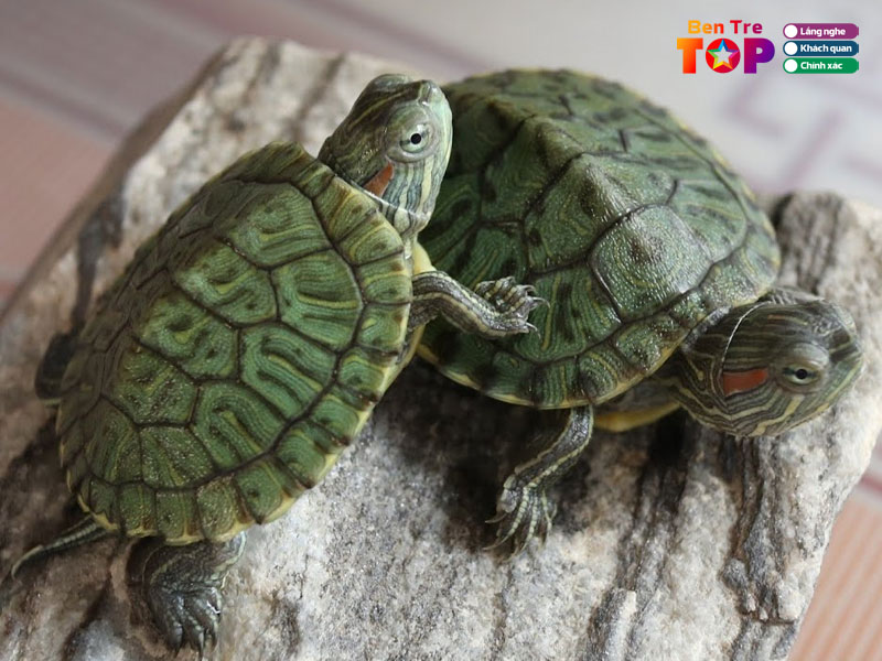 Shop-rua-canh-ben-tre-bentretoplist