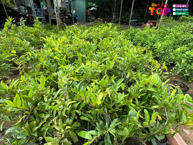 Sieu-thi-cay-giong-thien-an-bentretoplist