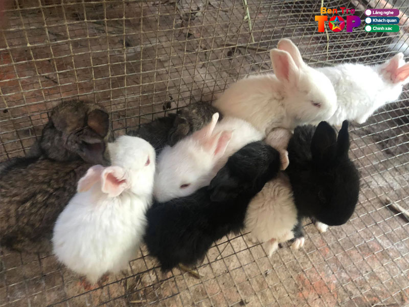 Tho-thit-giong-ben-tre-bentretoplist