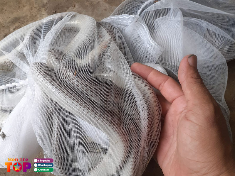 Tiem-chuot-van-dep-bentretoplist