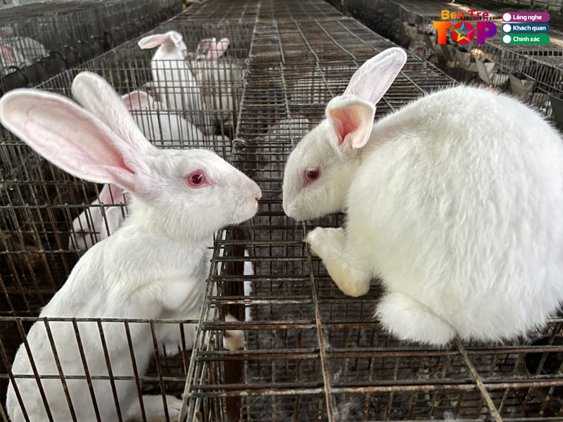 Trai-tho-ut-khanh-bentretoplist