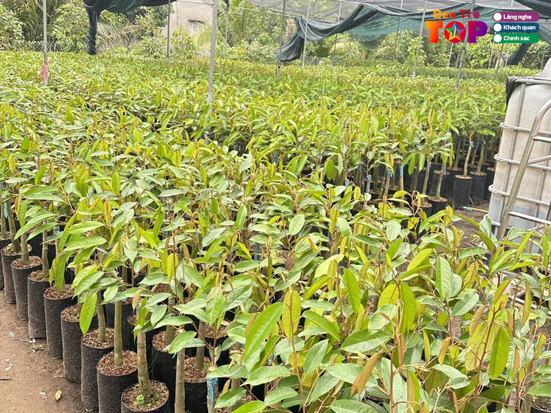 Vuon-uom-cay-giong-8-lang-bentretoplist