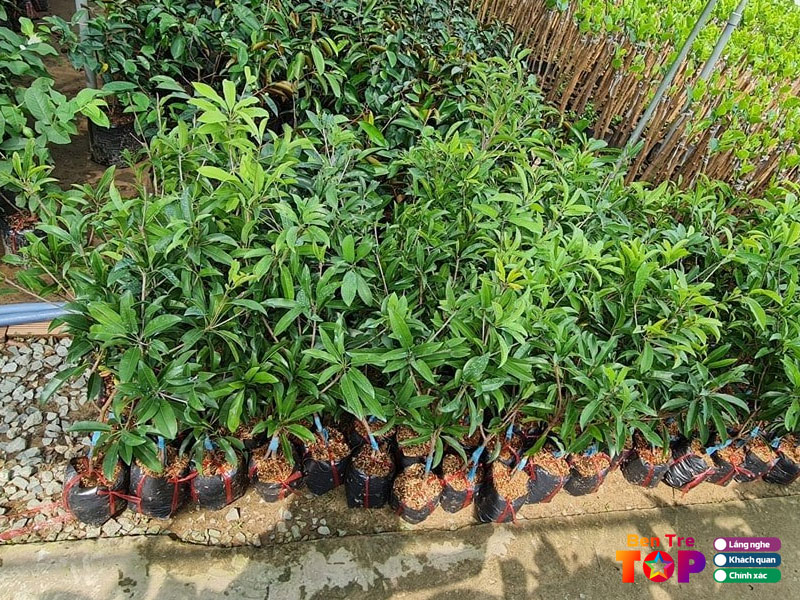 Vuon-uom-muoi-ngo-tu-quan-bentretoplist