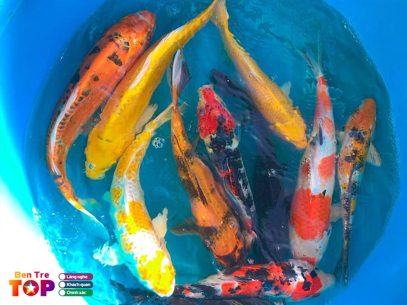 Ca-canh-giao-long-bentretoplist