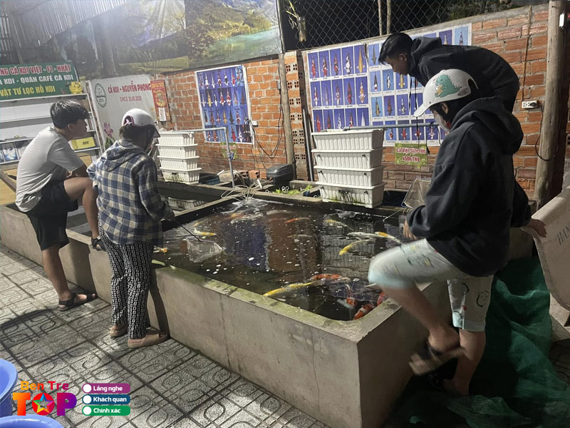 Ca-koi-nguyen-phong-bentretoplist