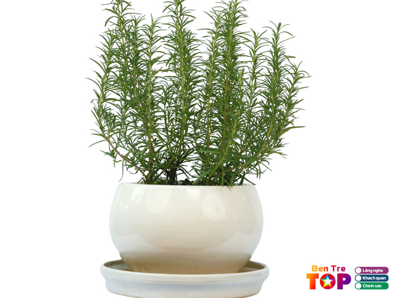 Cay-de-ban-bentretoplist