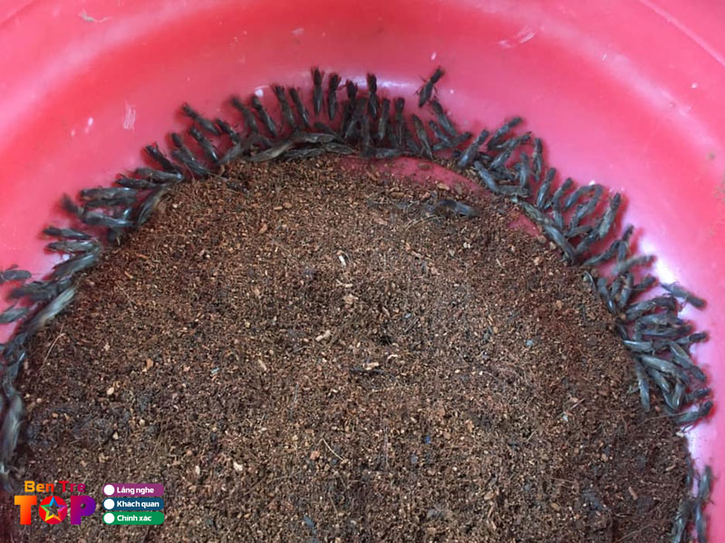 De-nhui-ben-tre-bentretoplist