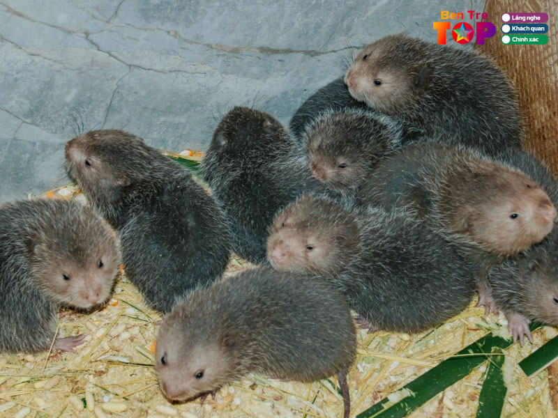 Dui-giong-dui-thit-ngoc-son-bentretoplist