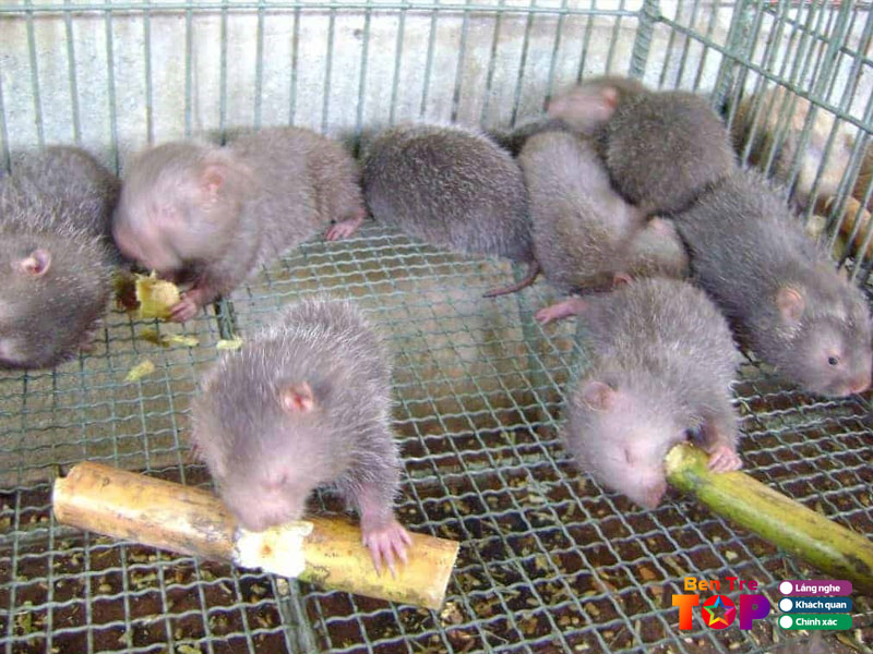 Dui-truong-viet-bentretoplist